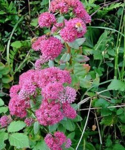 Alternative view of 10 EMPEROR'S WAVE SEDUM Red Upright Telephium Succulent Flower Rock Garden Seeds