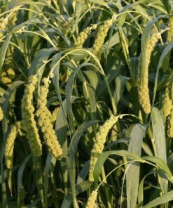 Alternative view of 100 Foxtail Millet Seeds – Setaria Macrocheata, Ornamental Grass, Gold Seed Heads, Bird Friendly, Pet Treat, Grows 18-24 Inches