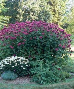 Alternative view of 2000 BEE BALM Lemon MINT Monarda Citriodora Herb Purple Flower Seeds