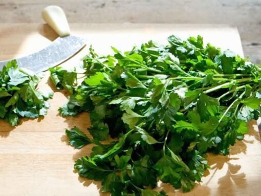 250 LEISURE CILANTRO / CORIANDER Coriandrum Sativum Herb Vegetable Seeds