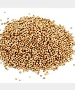 Alternative view of 250 LEISURE CILANTRO / CORIANDER Coriandrum Sativum Herb Vegetable Seeds