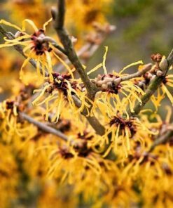 Alternative view of 25 American WITCH HAZEL Hamamelis Virginiana Alder Shrub Tree Yellow Flower Seeds