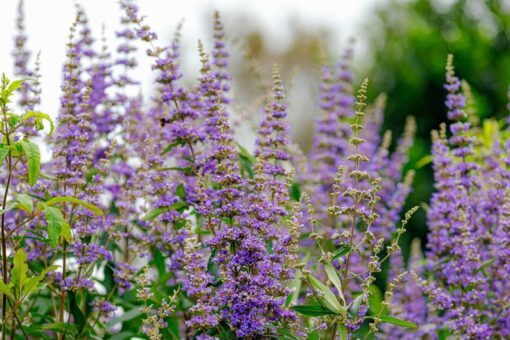 25 CHASTE BERRY TREE Vitex Agnus Castus Monk's Pepper Purple Fragrant Flower Seeds Comb S/H