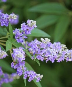 Alternative view of 25 CHASTE BERRY TREE Vitex Agnus Castus Monk's Pepper Purple Fragrant Flower Seeds Comb S/H