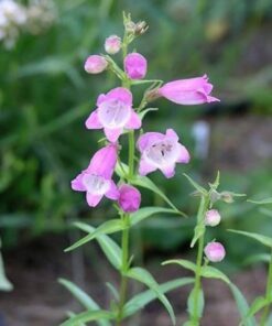 Alternative view of 500 CALICO BEARDTONGUE (Smooth Beardtongue / Eastern Beardtongue) Penstemon Calycosus Flower Seeds
