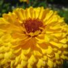 500 PACIFIC Beauty YELLOW MARIGOLD Calendula Officinalis Flower Seeds