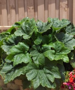 Alternative view of 50 BLACK BEAUTY ZUCCHINI Summer Squash Cucurbita Pepo Vegetable Seeds