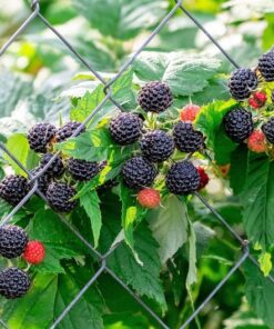 Alternative view of 50 BLACK RASPBERRY Rubus Leucodermis Fruit Bush Vine Seeds
