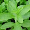 50 STEVIA ( Sweetleaf / Sweet Leaf / Sugarleaf ) Stevia Rebaudiana Sugar Flower Herb Seeds