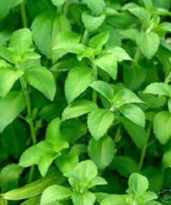 Alternative view of 50 STEVIA ( Sweetleaf / Sweet Leaf / Sugarleaf ) Stevia Rebaudiana Sugar Flower Herb Seeds