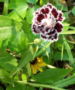 Alternative view of 50 VELVET N LACE DIANTHUS Plumarius Black & White Flower Seeds