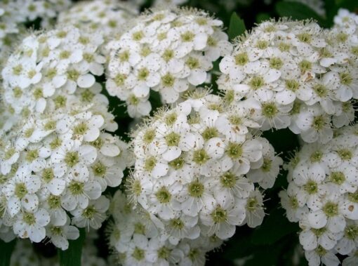 50 White CHINESE SPIREA Spiraea Chinensis Flower Bush Shrub Seeds Comb S/H