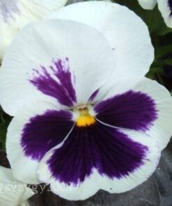 50 WHITE & PURPLE PANSY Swiss Giant Violet Viola Wittrockiana Flower Seeds