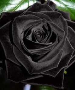 Alternative view of 5 BLACK ROSE Rosa Bush Shrub Perennial Flower Seeds