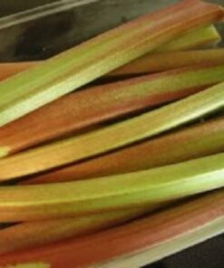 25 GLASKINS PERPETUAL RHUBARB (Pieplant) Rheum Rhabarbarum Fruit Vegetable Seeds