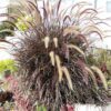 25 PURPLE FOUNTAIN GRASS Ornamental Pennisetum Setaceum Dark Burgundy Flower Seeds