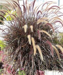 25 PURPLE FOUNTAIN GRASS Ornamental Pennisetum Setaceum Dark Burgundy Flower Seeds