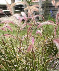 Alternative view of 25 PURPLE FOUNTAIN GRASS Ornamental Pennisetum Setaceum Dark Burgundy Flower Seeds