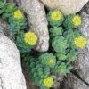 25 ROSEROOT STONECROP Golden Rose Root Sedum Rhodiola Rosea Yellow Succulent Flower Seeds