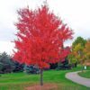 25 SIBERIAN MAPLE TREE Acer Ginnala Seeds Red Leaves Comb S/H