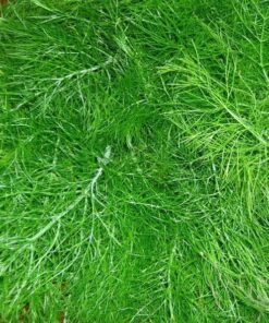 Alternative view of 300 SWEET FLORENCE FENNEL Foeniculum Vulgare Azoricum Herb Vegetable Flower Seeds