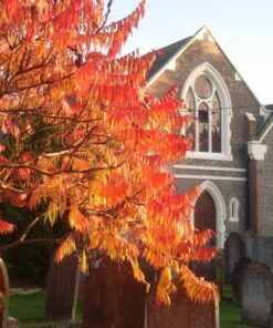 Alternative view of 30 FLAMELEAF SUMAC TREE Shining Dwarf Winged Rhus Schmaltzia Copallina Seeds