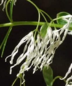 Alternative view of 3 FRINGE TREE Chionanthus Virginicus Old Man's Beard White Flower Seeds Flat