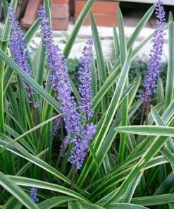 Alternative view of 5 Lilyturf Seeds – Big Blue Lily Turf (Liriope Muscari) Violet Flowers, Evergreen, Deer-Resistant, Ground Cover, 6-12" Tall