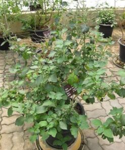 Alternative view of 5 TRUE PATCHOULI SHRUB Fragrant Patchouly Pogostemon Cablin Herb Seeds