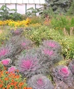 Alternative view of 60 ORNAMENTAL KALE MIXED Colors Brassica Oleracea Flower Seeds *Comb S/H