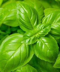 Alternative view of 1500 SWEET BASIL Ocimum Basilicum Herb White Flower Seeds