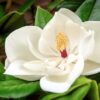 10 SOUTHERN MAGNOLIA TREE 12" White Flowers Native Grandiflora Bull Bay Seeds
