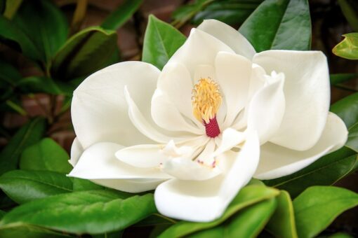 10 SOUTHERN MAGNOLIA TREE 12" White Flowers Native Grandiflora Bull Bay Seeds