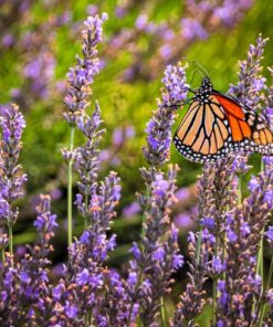 Alternative view of 500 True ENGLISH LAVENDER VERA Lavandula Angustifolia Vera Herb Purple Flower Seeds