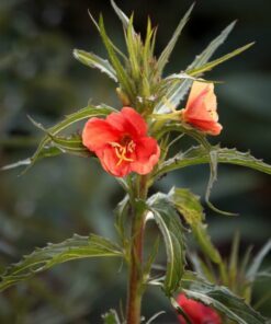 Alternative view of 10 SUNSET BOULEVARD PRIMROSE Orange Evening Blvd Oenothera Versicolor Sundrops Flower Seeds