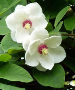 Alternative view of 10 OYAMA MAGNOLIA TREE White Pink Flower Pink Pod Sieboldii Siebolds Shrub Seeds