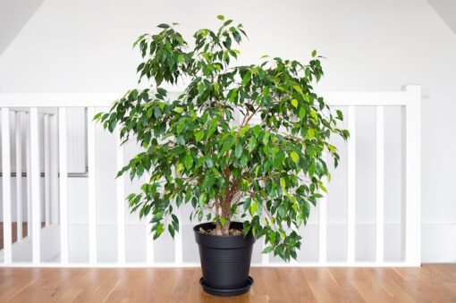50 WEEPING FIG Ficus Benjamina Benjamin Indian Rubber Tree Houseplant Seeds