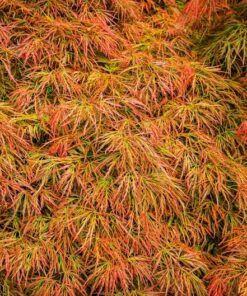 10 WEEPING LACELEAF MAPLE Japanese Acer Palmatum Dissectum Green Yellow Red Tree Seeds