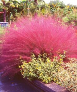 40 PINK MUHLY GRASS Cotton Candy Grass Muhlenbergia Capillaris Native Seeds