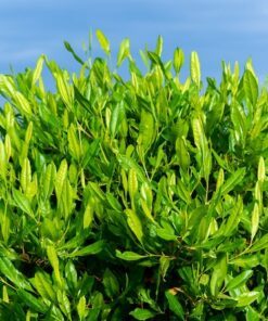 Alternative view of 40 Mixed Colors FLORIDA HOPBUSH Dodonaea Viscosa Hawaiian Hopseed Flower Shrub Seeds