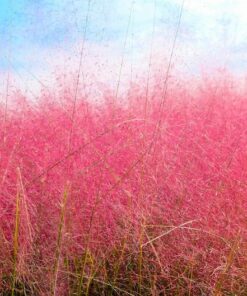Alternative view of 40 PINK MUHLY GRASS Cotton Candy Grass Muhlenbergia Capillaris Native Seeds