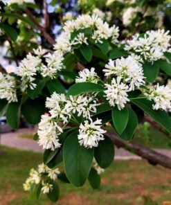 Alternative view of 20 SEVEN SON Shrub Tree Heptacodium Miconioides White Red Flower Seeds