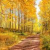 50 Golden QUAKING ASPEN TREE Populus Tremuloides White Bark Yellow Fall Cold Hardy Seeds