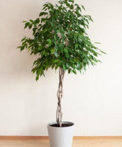 Alternative view of 50 WEEPING FIG Ficus Benjamina Benjamin Indian Rubber Tree Houseplant Seeds