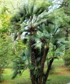 Alternative view of 5 COMMON WINDMILL PALM Trachycarpus Fortunei Hardy Chusan Palm Tree Sun Shade Houseplant Seeds