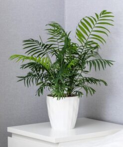 15 PARLOR PALM Neanthe Bella Palm Chamaedorea Elegans Tree Houseplant Seeds