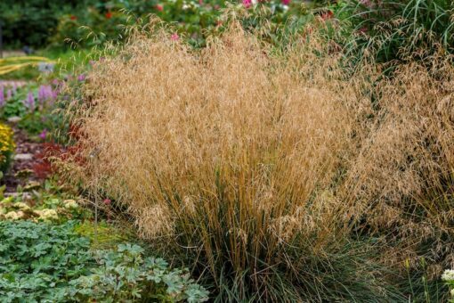 200 TUFTED HAIRGRASS Tussock Grass Deschampsia Cespitosa Moist Ornamental Native Seeds