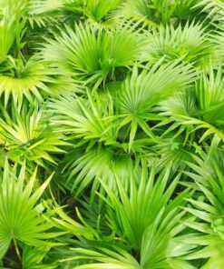 Alternative view of 5 GREEN SAW PALMETTO Serenoa Repens American Dwarf Palm Tree Shrub Edible Fruit Sun or Shade Seeds