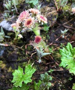 Alternative view of 100 ARCTIC SWEET COLTSFOOT Petasites Frigidus Sun Shade Moist White Pink Flower Herb Seeds