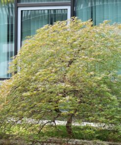 Alternative view of 10 Upright GREEN LACELEAF MAPLE Japanese Seiryu Acer Palmatum Dissectum Viridis Tree Seeds